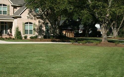TifBlair Centipede Lawn Maintenance