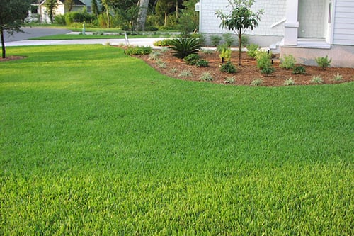St. Augustine Lawn Maintenance
