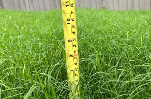 How to Tame Tall Grass