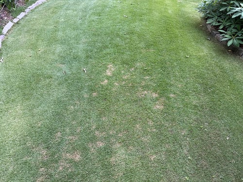 Fix Dollar Spot Disease with Two Simple Treatments