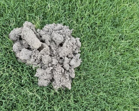Getting Rid of Moles & Voles in the Lawn & Garden
