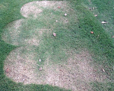 Stop Accidental Scalping with 5 Mowing Hacks