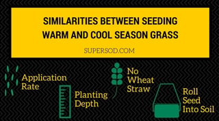 Similarities between warm and cool season grass seeding.jpg