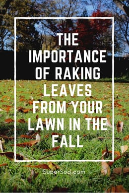 The importance of raking leaves for lawn health
